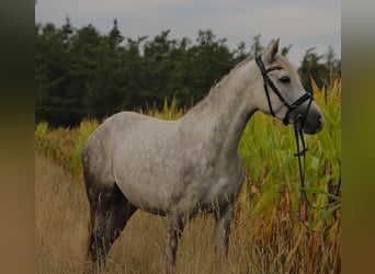 Connemara Croisé, Jument, 3 Ans, 145 cm, Gris pommelé