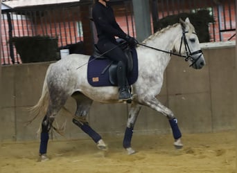 Connemara Croisé, Jument, 3 Ans, 145 cm, Gris pommelé