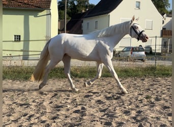 Connemara, Jument, 3 Ans, 147 cm, Cremello