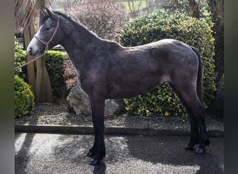 Connemara, Jument, 3 Ans, 147 cm, Gris