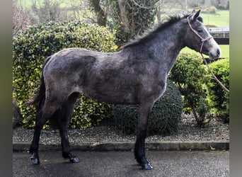 Connemara, Jument, 3 Ans, 147 cm, Gris