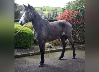 Connemara, Jument, 3 Ans, 147 cm, Gris