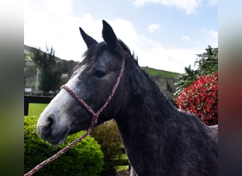 Connemara, Jument, 3 Ans, 147 cm, Gris