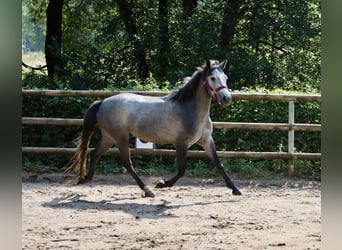 Connemara, Jument, 3 Ans, 147 cm, Gris noir