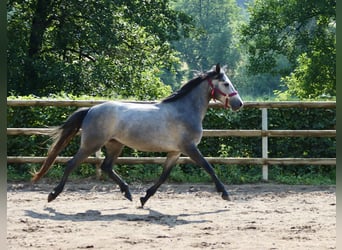 Connemara, Jument, 3 Ans, 147 cm, Gris noir