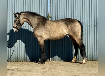 Connemara, Jument, 3 Ans, 147 cm, Isabelle