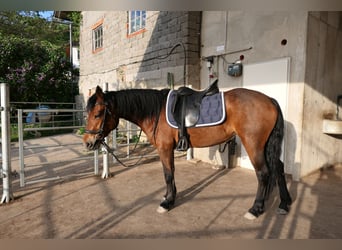 Connemara, Jument, 3 Ans, 148 cm, Bai