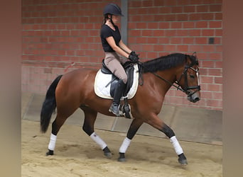 Connemara, Jument, 3 Ans, 148 cm