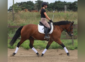 Connemara, Jument, 3 Ans, 148 cm