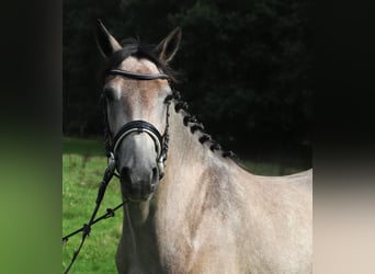 Connemara, Jument, 3 Ans, 150 cm, Gris (bai-dun)