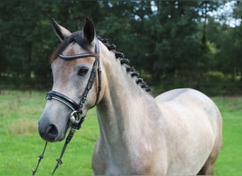 Connemara, Jument, 3 Ans, 150 cm, Gris (bai-dun)