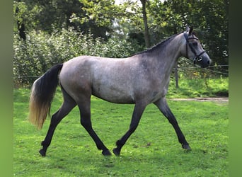 Connemara, Jument, 3 Ans, 150 cm, Gris (bai-dun)