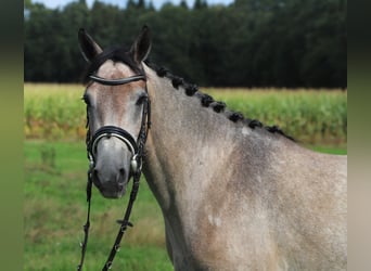 Connemara, Jument, 3 Ans, 150 cm, Gris (bai-dun)