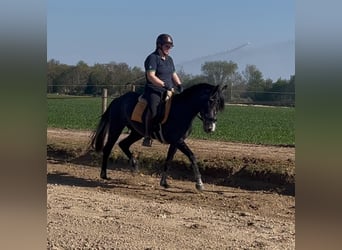 Connemara Croisé, Jument, 3 Ans, 152 cm, Gris