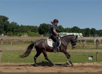 Connemara Croisé, Jument, 3 Ans, 152 cm, Gris