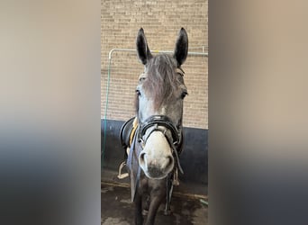Connemara Croisé, Jument, 3 Ans, 152 cm, Gris