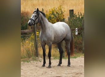 Connemara, Jument, 3 Ans, 152 cm, Rouan bleu