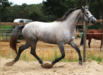 Connemara, Jument, 3 Ans, 152 cm, Rouan bleu