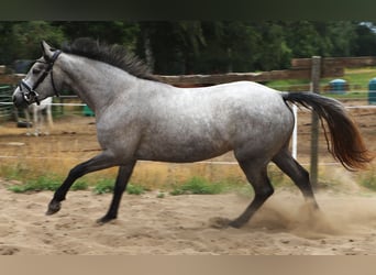 Connemara, Jument, 3 Ans, 152 cm, Rouan bleu