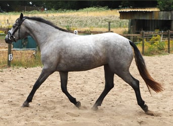 Connemara, Jument, 3 Ans, 152 cm, Rouan bleu