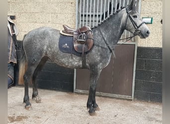 Connemara, Jument, 3 Ans, Gris pommelé