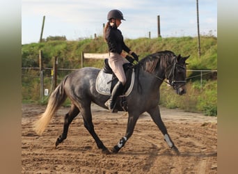 Connemara, Jument, 3 Ans, Rouan Rouge