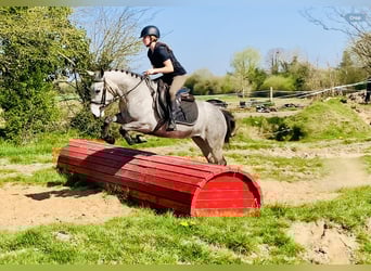Connemara, Jument, 4 Ans, 138 cm, Gris
