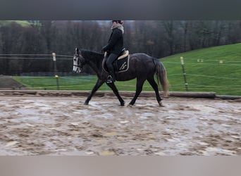 Connemara, Jument, 4 Ans, 140 cm