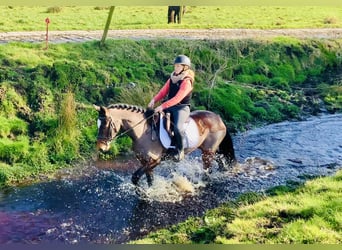 Connemara, Jument, 4 Ans, 142 cm, Bai