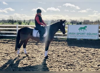 Connemara, Jument, 4 Ans, 142 cm, Bai