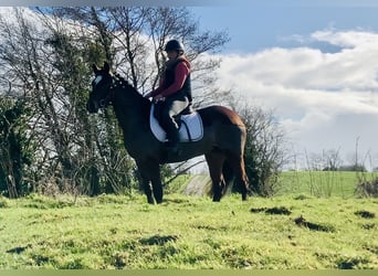 Connemara, Jument, 4 Ans, 142 cm, Bai