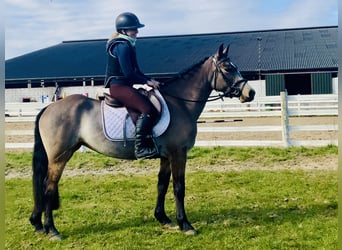 Connemara, Jument, 4 Ans, 142 cm, Isabelle