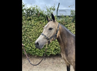 Connemara, Jument, 4 Ans, 142 cm, Isabelle