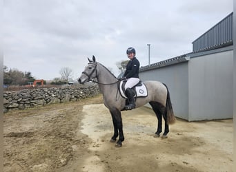 Connemara, Jument, 4 Ans, 143 cm, Gris