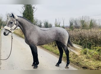 Connemara, Jument, 4 Ans, 143 cm, Gris