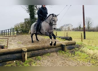 Connemara, Jument, 4 Ans, 143 cm, Gris