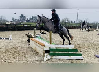 Connemara, Jument, 4 Ans, 143 cm, Gris