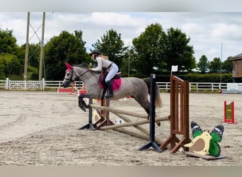 Connemara, Jument, 4 Ans, 143 cm, Gris pommelé