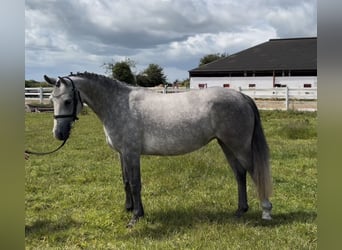 Connemara, Jument, 4 Ans, 143 cm, Gris pommelé