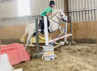 Connemara, Jument, 4 Ans, 144 cm, Gris