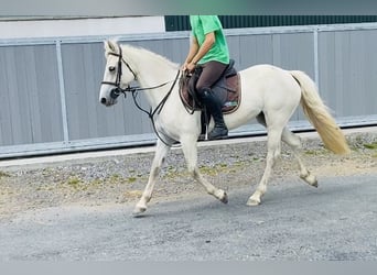 Connemara, Jument, 4 Ans, 144 cm, Gris