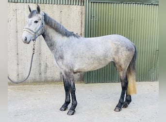 Connemara, Jument, 4 Ans, 144 cm, Gris