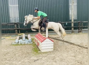 Connemara, Jument, 4 Ans, 144 cm, Gris
