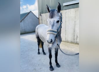 Connemara, Jument, 4 Ans, 144 cm, Gris