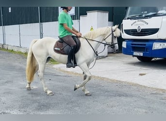 Connemara, Jument, 4 Ans, 144 cm, Gris