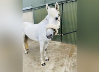 Connemara, Jument, 4 Ans, 144 cm, Gris