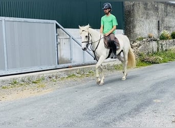 Connemara, Jument, 4 Ans, 144 cm, Gris