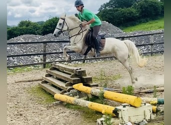 Connemara, Jument, 4 Ans, 144 cm, Gris