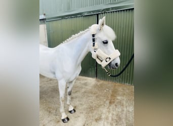 Connemara, Jument, 4 Ans, 144 cm, Gris