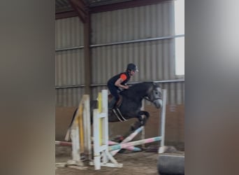 Connemara, Jument, 4 Ans, 144 cm, Gris pommelé